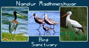 Nandur Madhameshwar Bird Sanctuary, Nashik